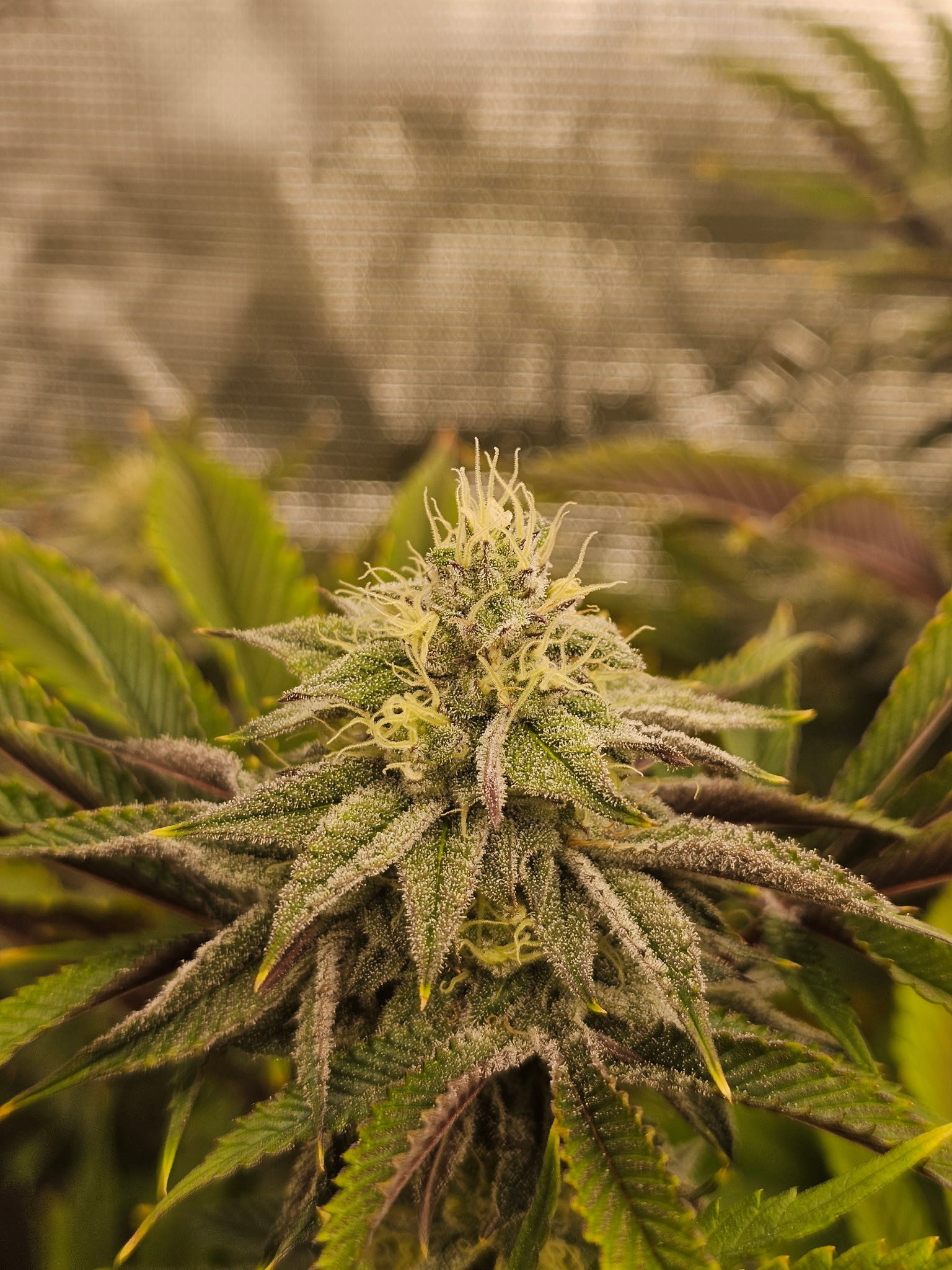 How to choose a hemp strain using terpenes