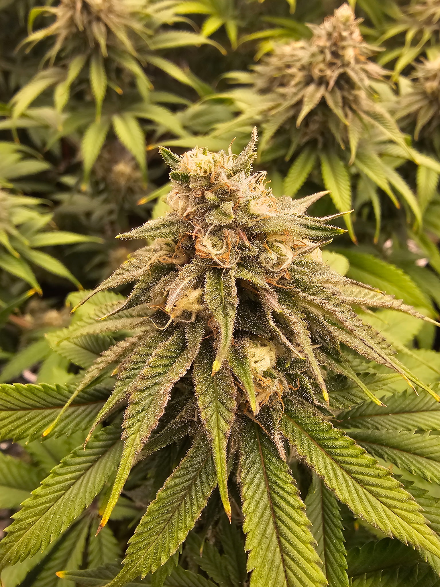 Craft hemp growing at FoxBud Hemp