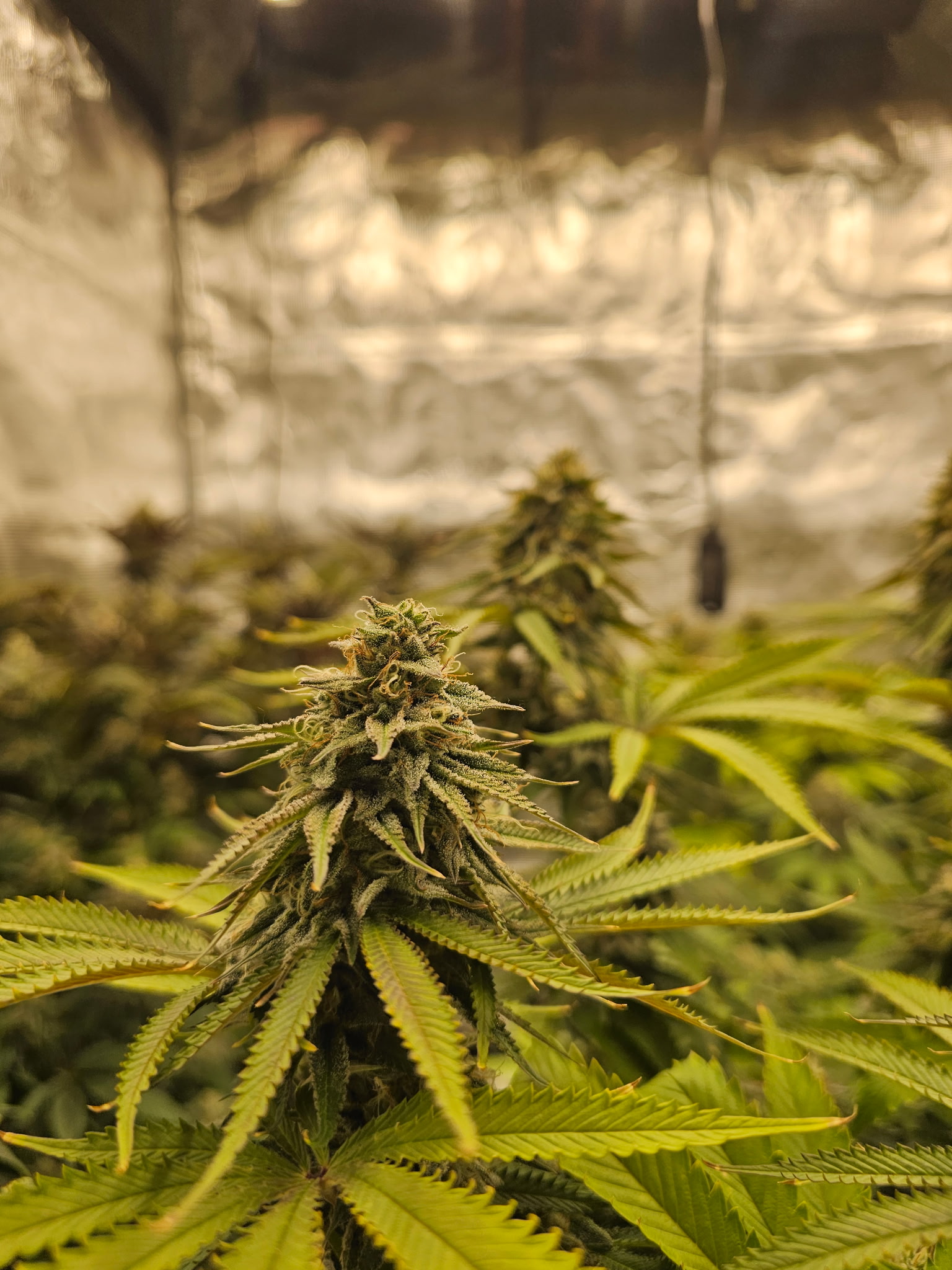 Hemp plants growing at FoxBud Hemp